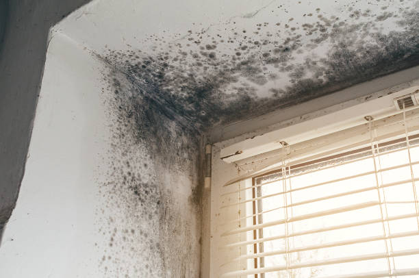 Affordable Mold Remediation solutions in Tenino, WA