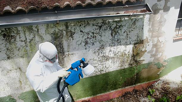 Top rated local Mold Remediation specialists in Tenino, WA